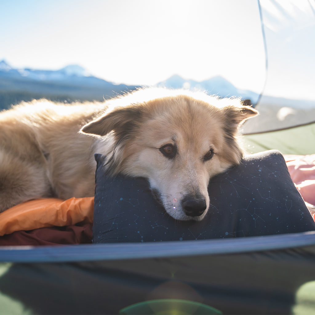 Coast™ Travel Pillow